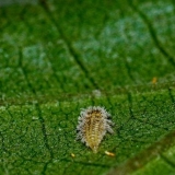 Filoksera na grožđu: fotografija i borba protiv nje, šta je to